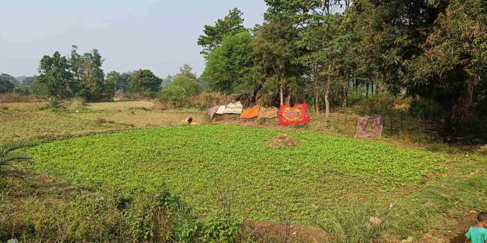 Sustainable food systems to address malnutrition